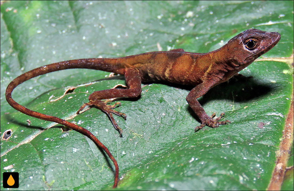 آنول استوارت