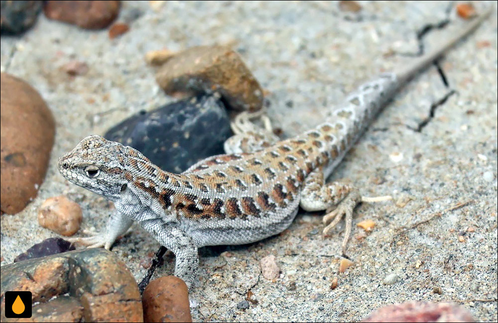 ایگوآنای درختی بولانژه (مارمولک هموارگلوی چوبوت)