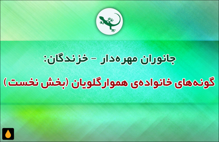 جانوران مهره‌دار - خزندگان: گونه‌های خانواده‌ی هموارگلویان (بخش نخست)