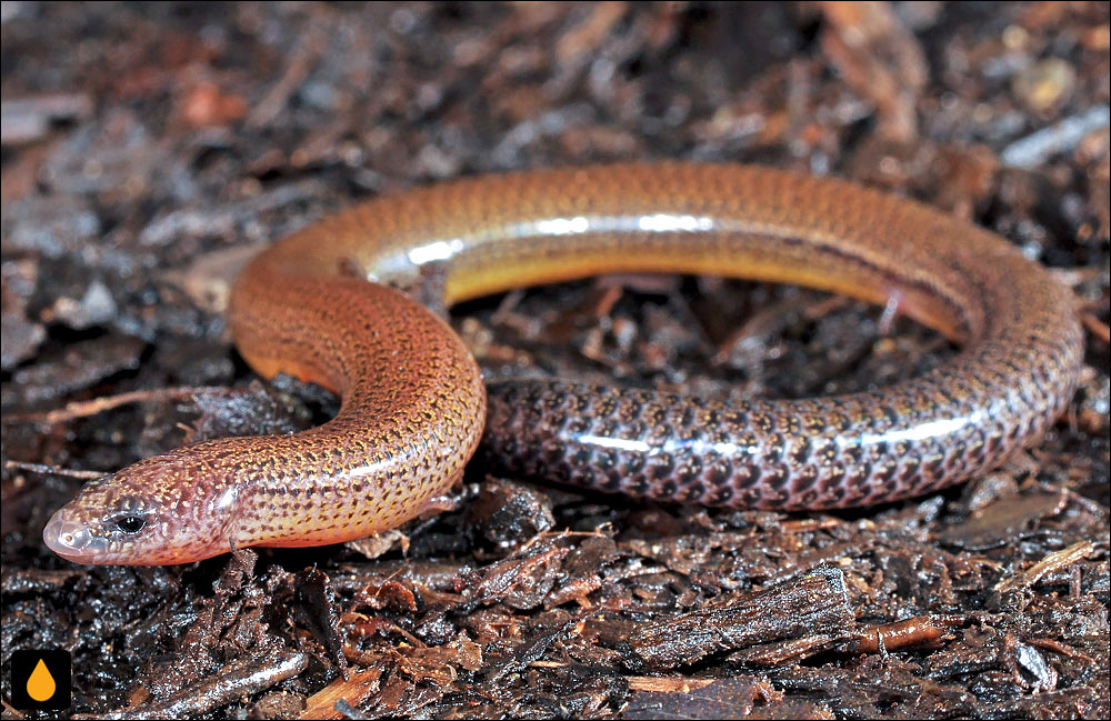 سقنقورمار کوتاه‌اندام