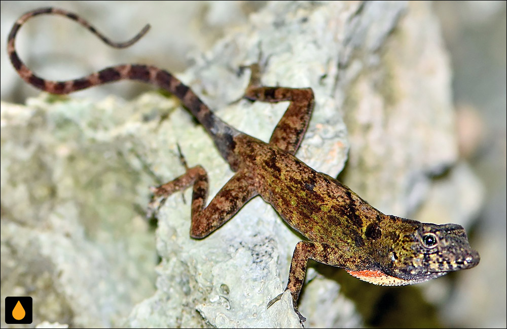 آنول اهل (آنول چشمآبی اسکامبری)