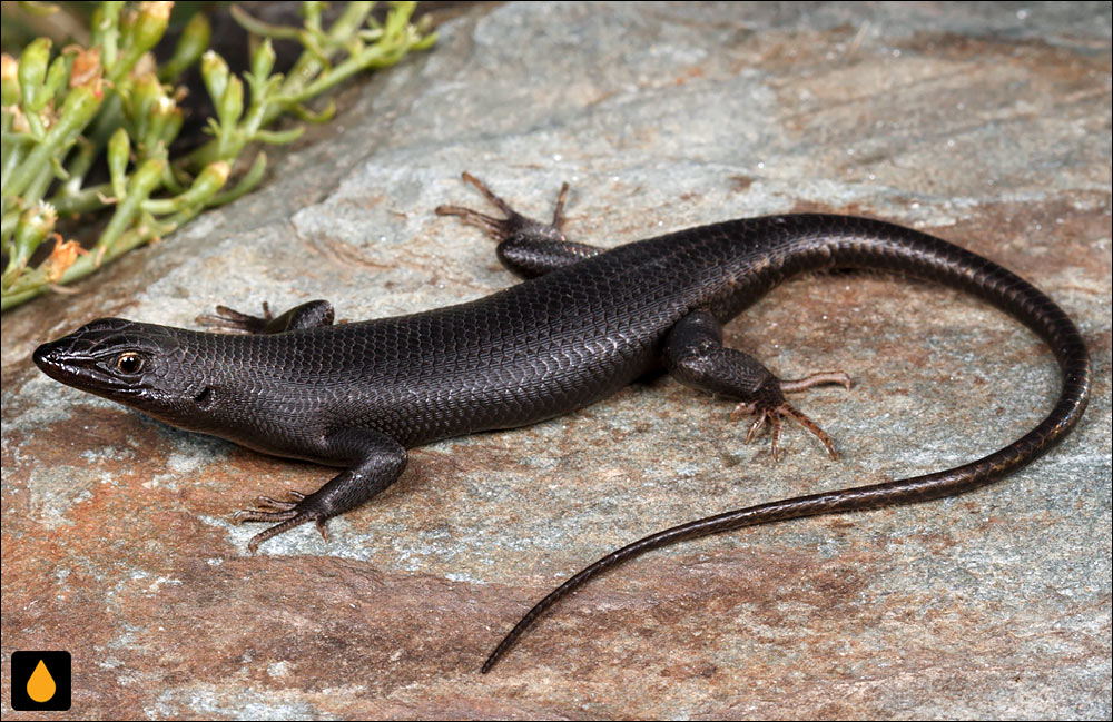 سقنقور صخره‌ای غربی