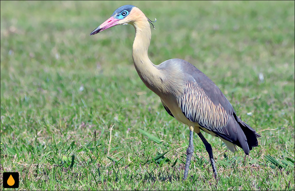 حواصیل سوت‌زن