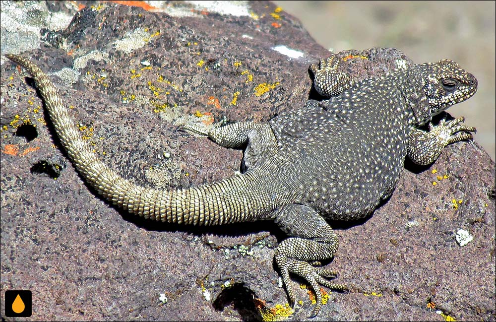 چاکوالای فلات سومونکورا