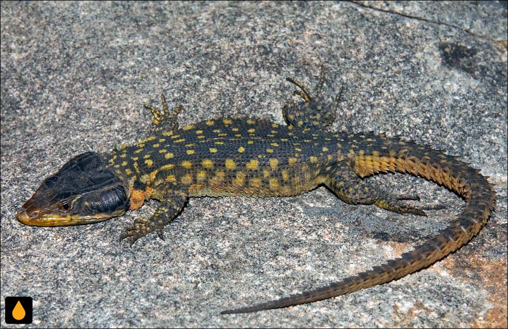 مارمولک تخته‌سنگی خاردار