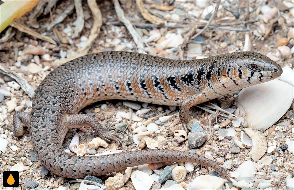 زبان‌آبی باریک شوربوته