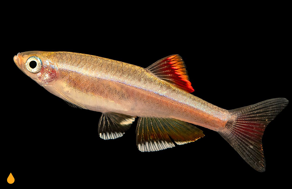 Tanichthys albiventris