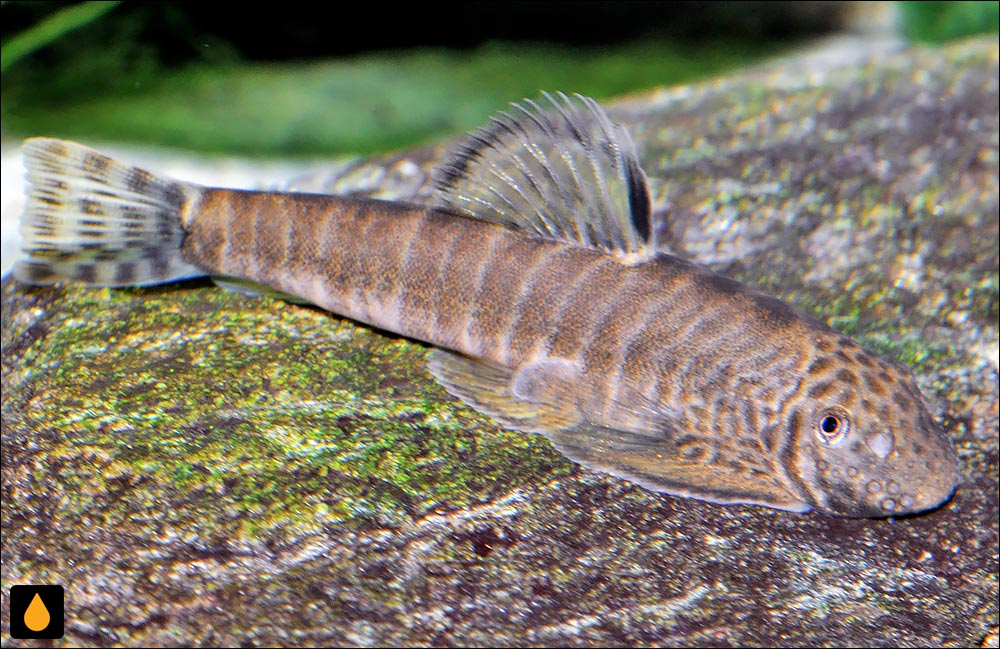 Pseudogastromyzon fasciatus