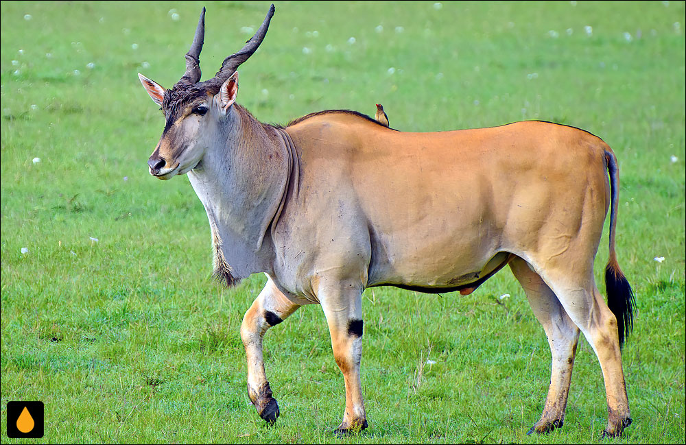 گاو کوهی معمولی (پستانداری از خانواده‌ی گاوان)