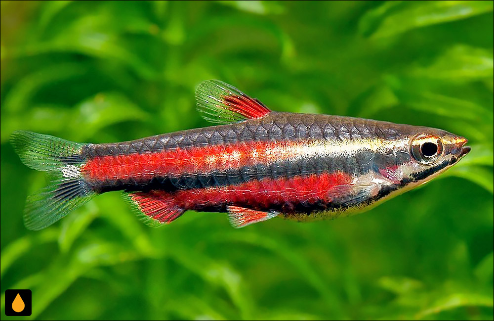 Nannostomus rubrocaudatus