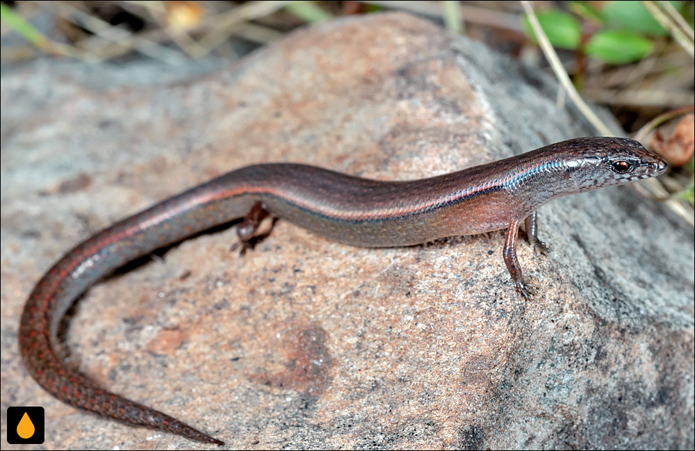 سقنقور الف مککوی (سقنقور جنگلی کوهسار)