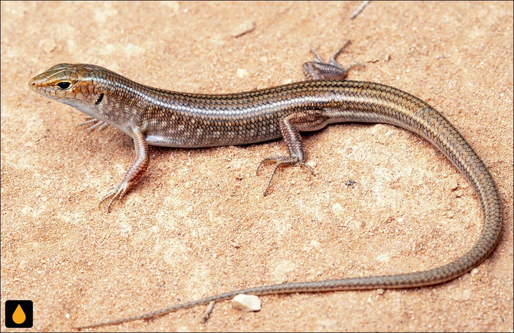 گوش‌شانه‌ای زیرک