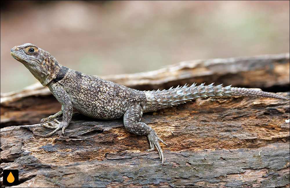 ایگوآنای طوقی (تیزپای ماداگاسکاری کوویه)
