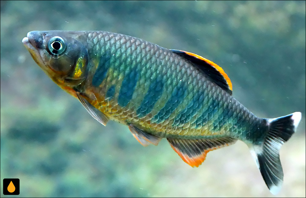 Opsarius ardens