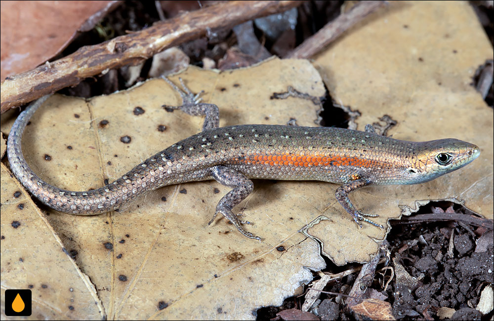 سقنقور رنگینکمانی باریک
