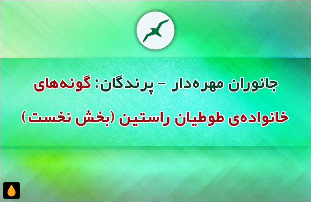 جانوران مهره‌دار - پرندگان: گونه‌های خانواده‌ی طوطیان راستین (بخش نخست)