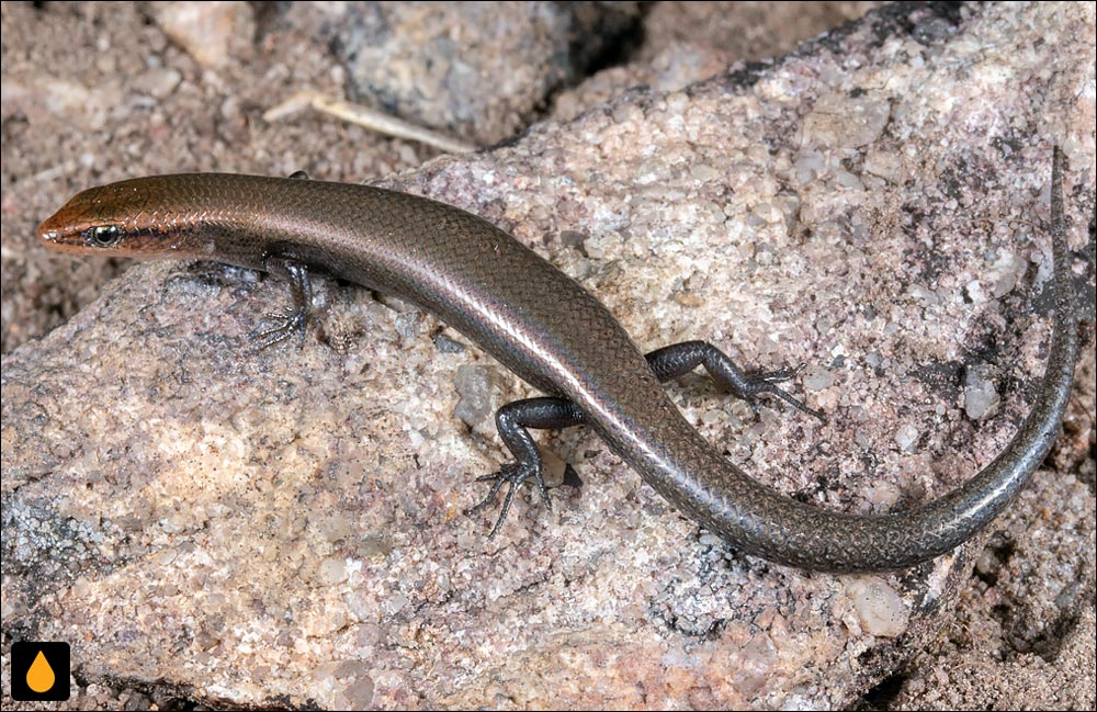 سقنقور شیارخاک شمالی