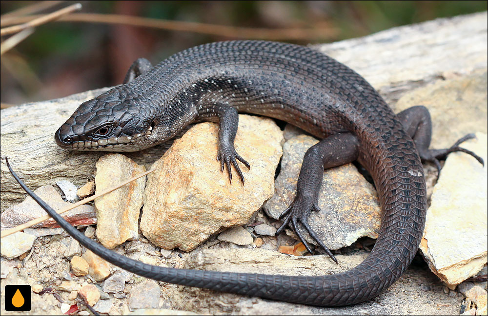 سقنقور شیاری جنوب غربی