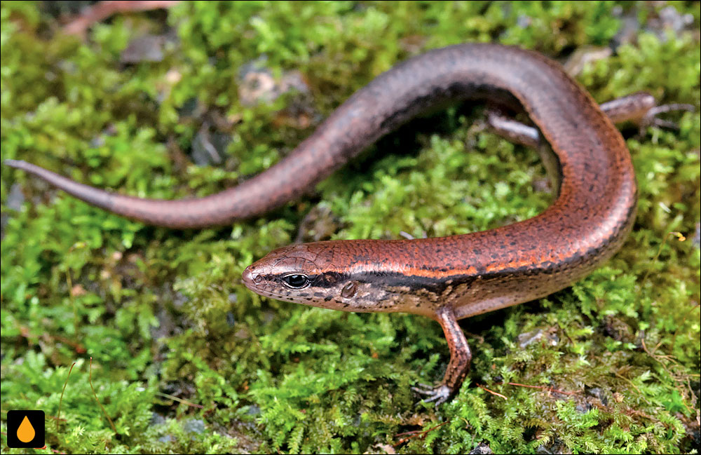 سقنقور جنگلی استوارت