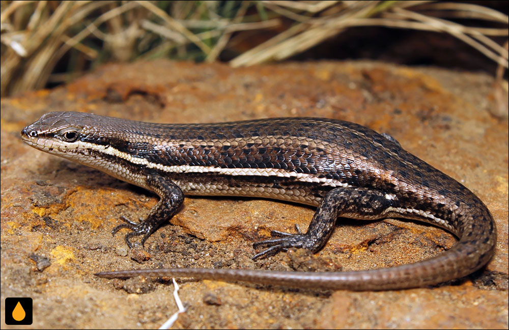 سقنقور گونه‌گون شرقی