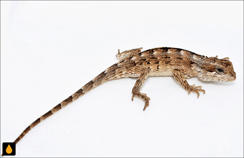 ایگوآنای هموار مندوسا