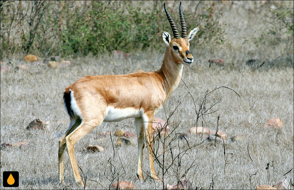 آهوی جبیر (پستانداری از خانواده‌ی گاوان)