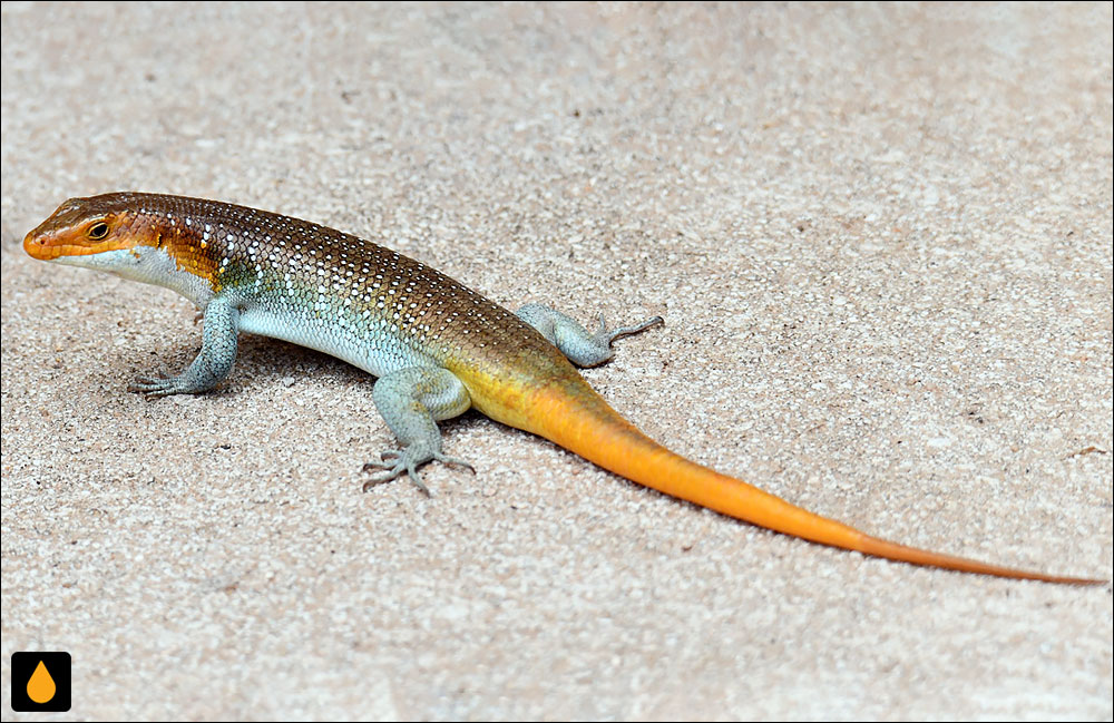 سقنقور رنگین‌کمانی