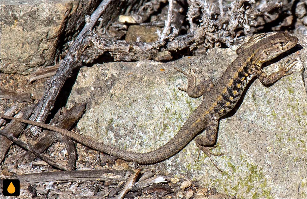 ایگوآنای درختی بافت‌دار