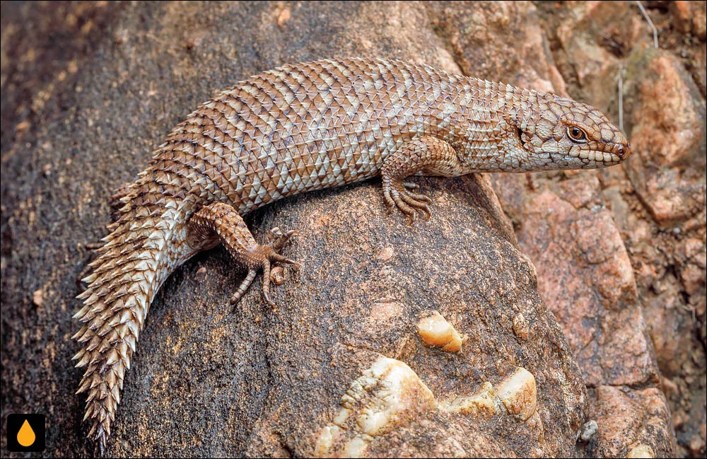 سقنقور استوکس