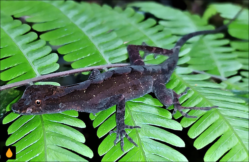 آنول دانه‌دار