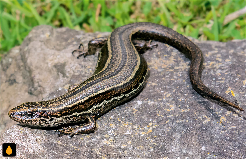 سقنقور مرموز