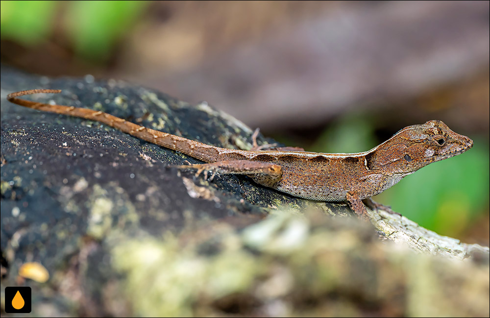 Anolis aridius