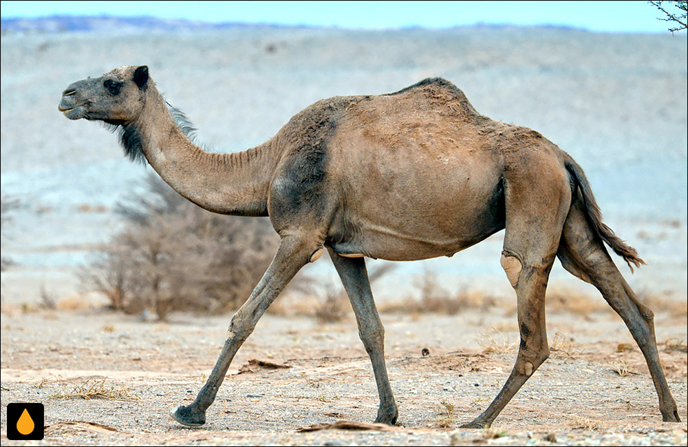 شتر یک‌کوهانه (پستانداری از خانواده‌ی شتران)