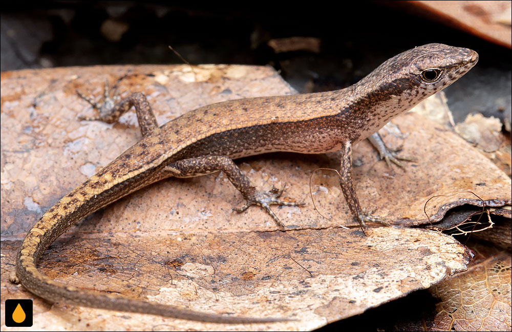 سقنقورسایهی کوکتاون