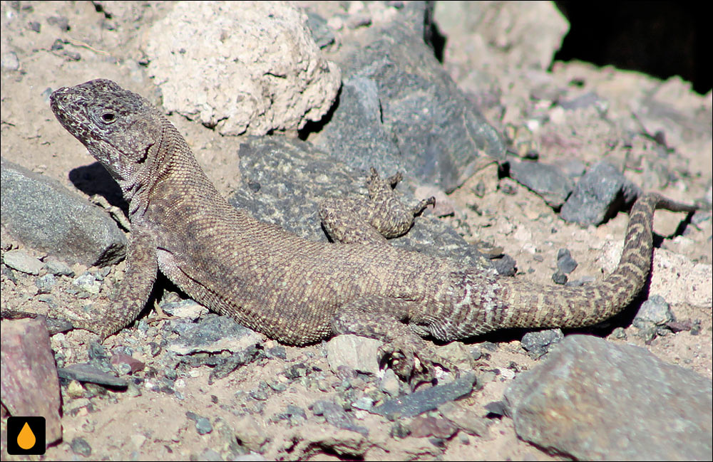 مارمولک هموارگلوی بانوس مورالس