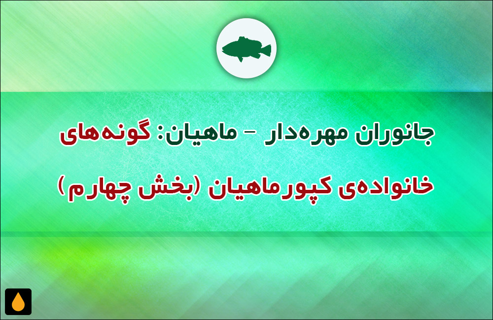جانوران مهره‌دار - ماهیان: گونه‌های خانواده‌ی کپورماهیان (بخش چهارم)