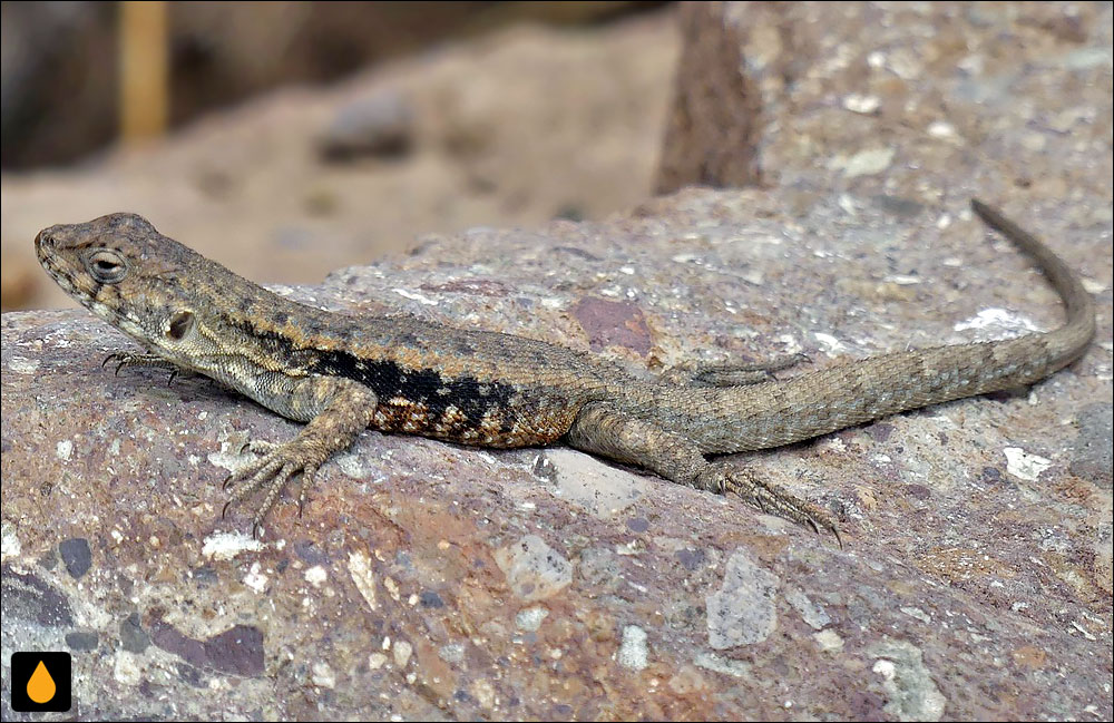 مارمولک هموارگلوی رود سان فرانسیسکو