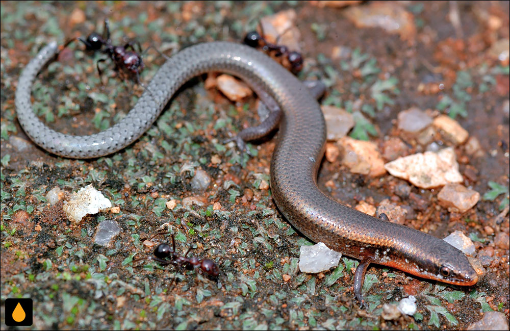سقنقور چشمماری گردنخالدار