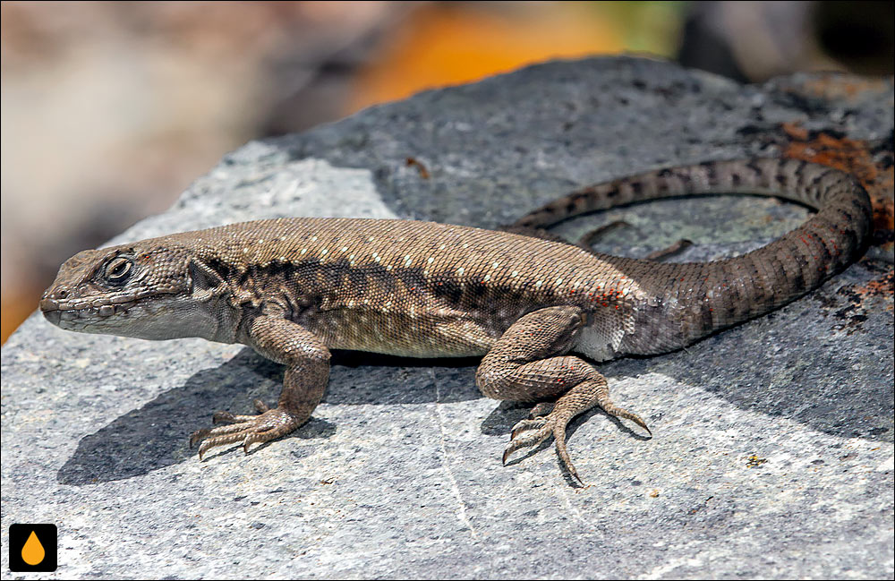 مارمولک آنتونیتا (مارمولک هموارگلوی خالسفید)