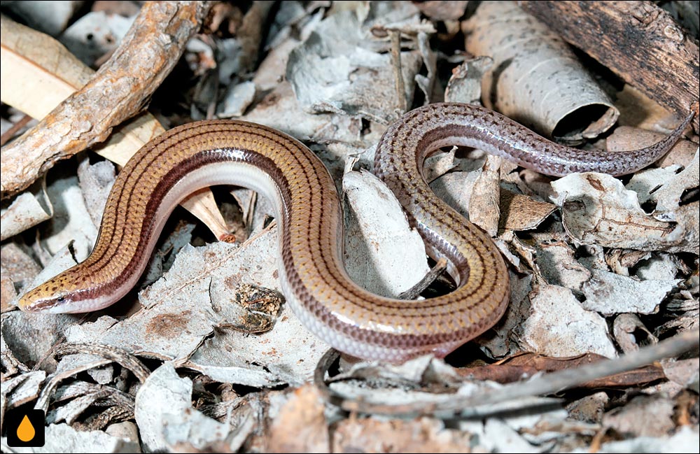 لغزنده‌شنی تنومند