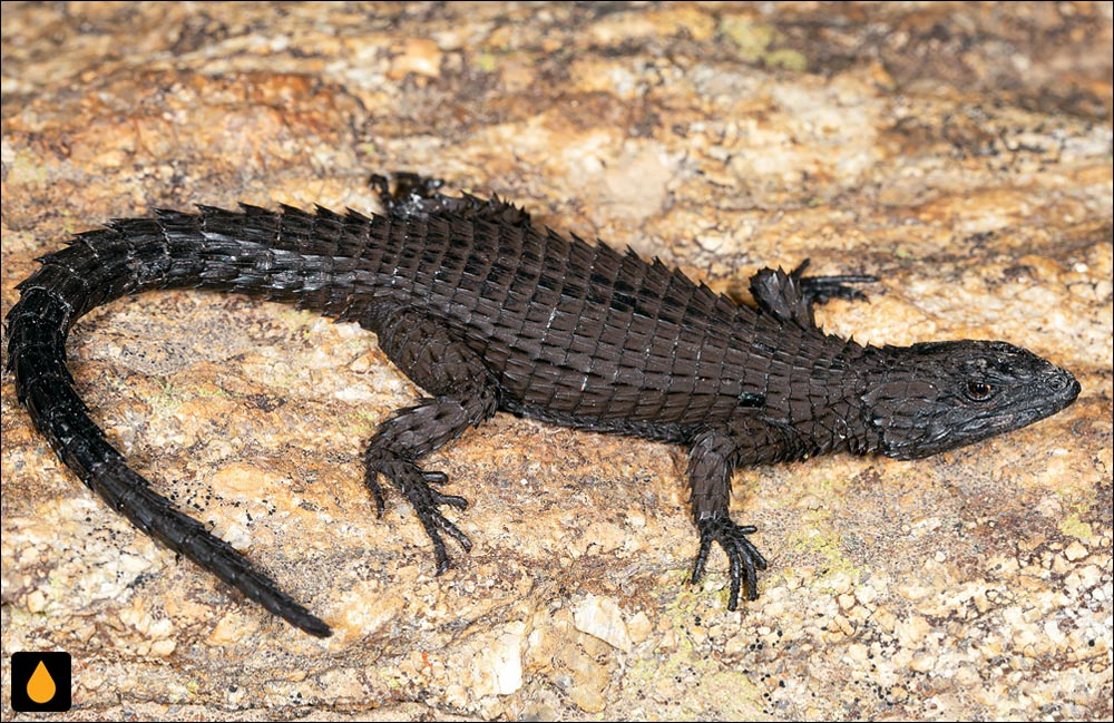 مارمولک کمربنددار پیرز