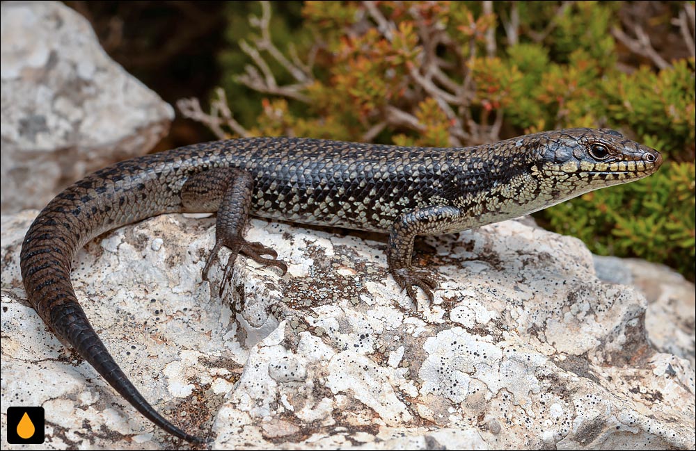 سقنقور شیاری درخشان