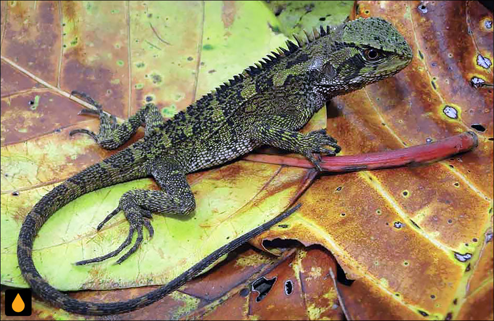 Enyalioides rudolfarndti