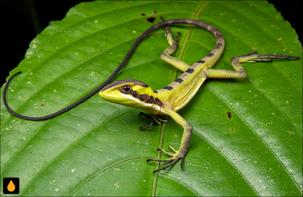 ایگوآنای کلاهدار شرقی