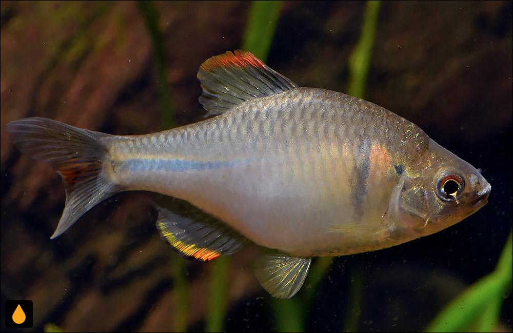 Rhodeus sinensis