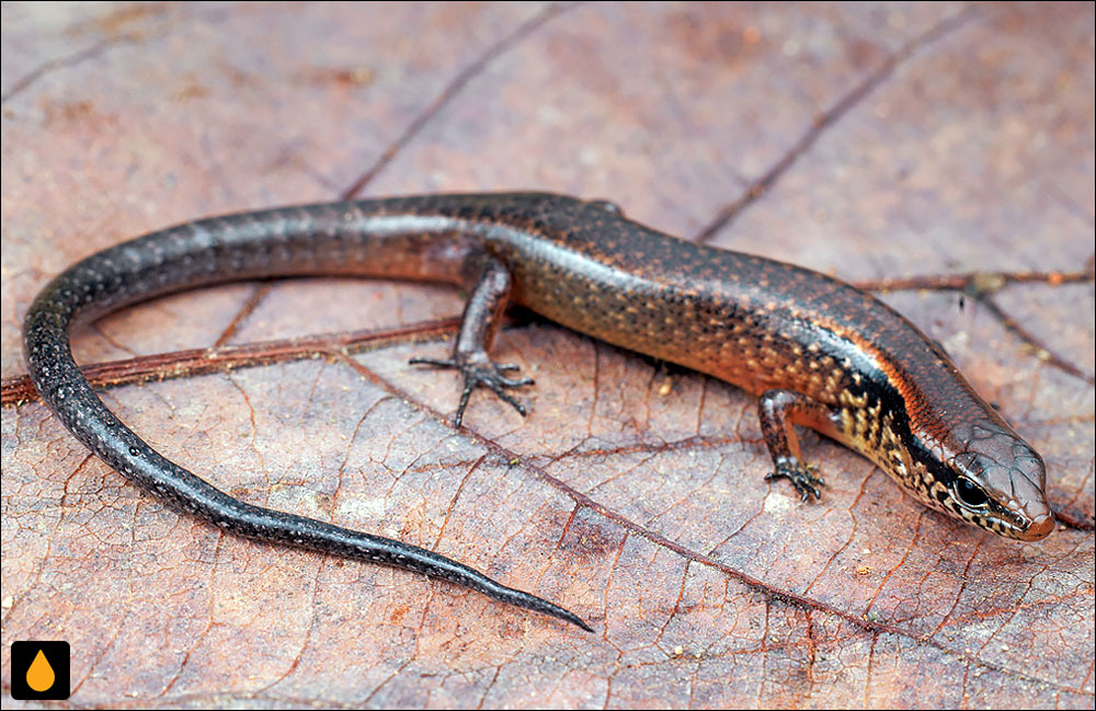 سقنقور جنگلی قهوه‌ای