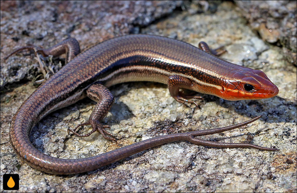 سقنقور پنج‌خط آمریکایی