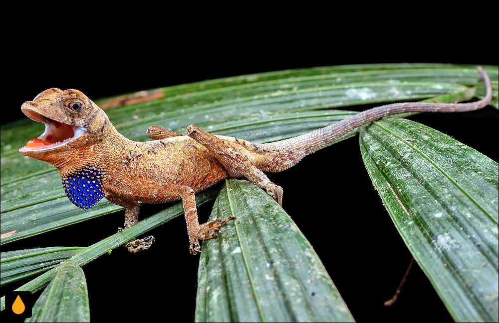 آنول پولک‌طلایی