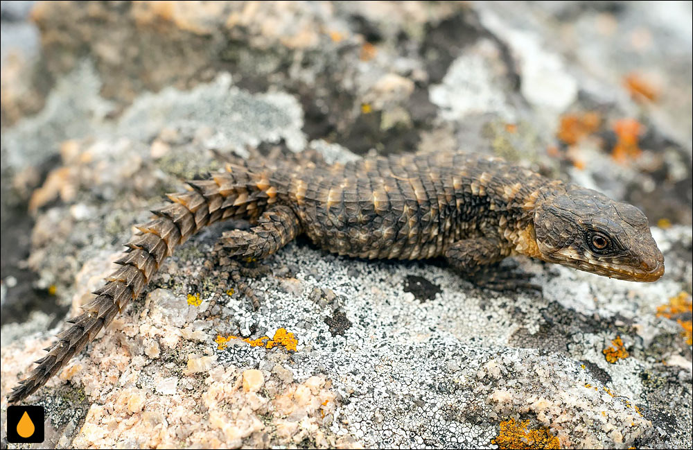 مارمولک کمربنددار نییکا