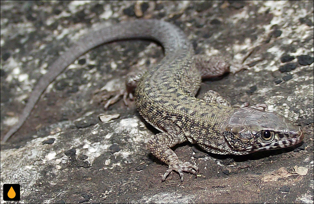 مارمولک شب گرمسیری گایگه